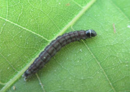 Psoricoptera gibbosella